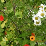 DSCN0692_krusbar-blommor-anette_2018